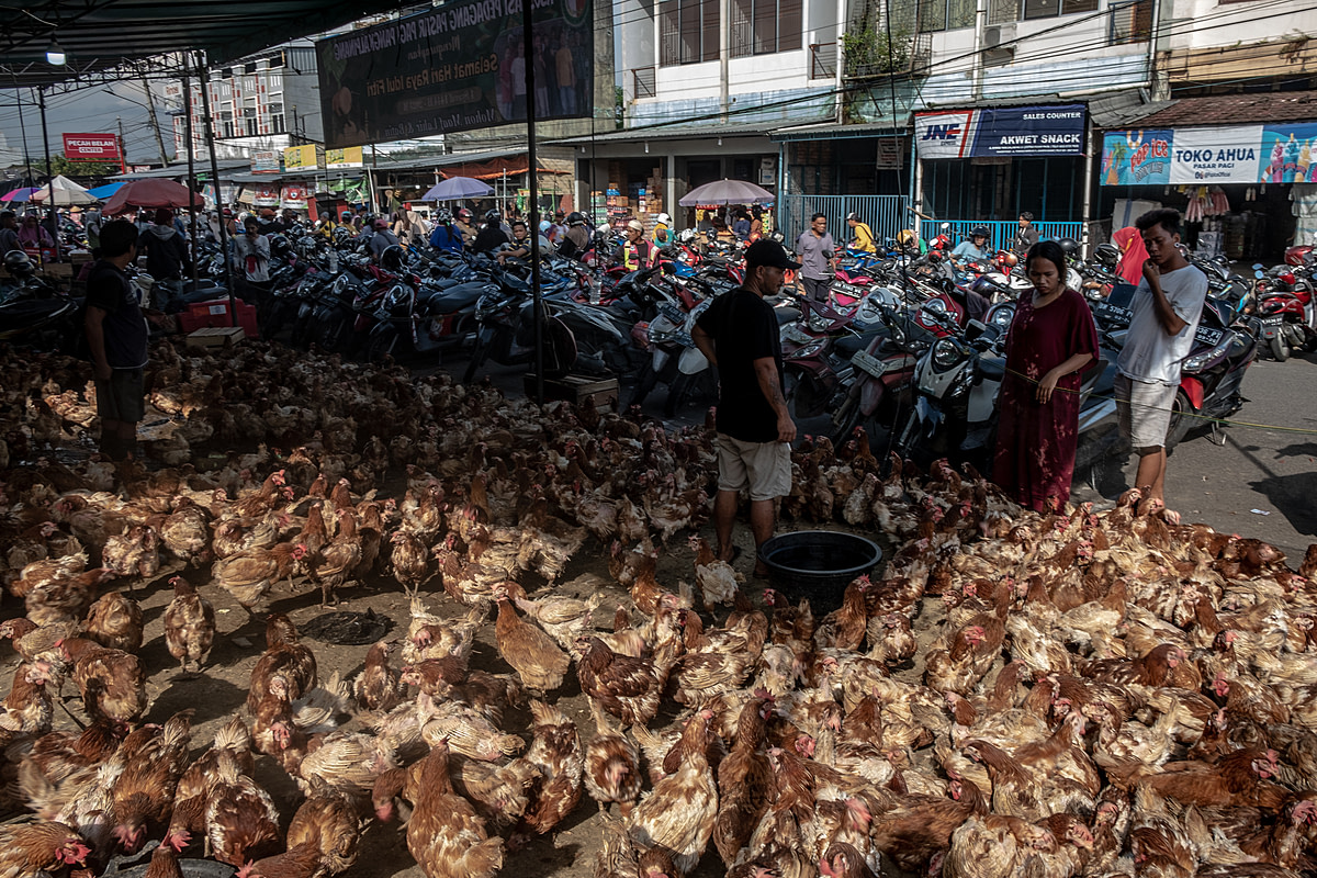 In the days before the Eid al-Fitr holiday, market visitors view countless chickens crowded inside a seller's stall. As Eid al-Fitr nears, customer demand for chicken meat markedly increases preceding the holiday celebrations. Pagi Market, Pangkalpinang, Bangka Belitung, Indonesia, 2023. Resha Juhari / We Animals Media