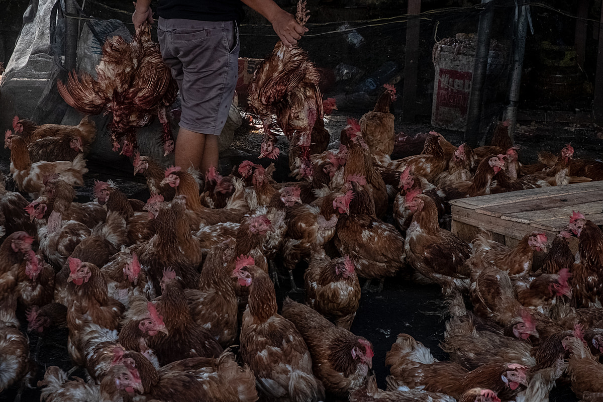 At a busy Indonesian market in the days before the Eid al-Fitr holiday, a seller carries several chickens upside down as he walks through a crowd of chickens inside his stall. As Eid al-Fitr nears, customer demand for chicken meat markedly increases preceding the holiday celebrations. Pagi Market, Pangkalpinang, Bangka Belitung, Indonesia, 2023. Resha Juhari / We Animals Media