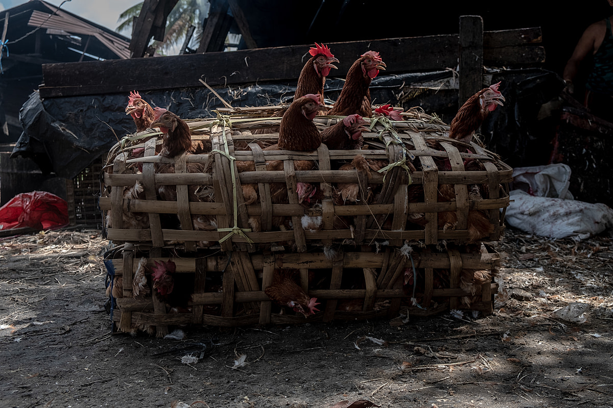 As Eid al-Fitr approaches, chickens for sale for slaughter are tightly confined inside a basket at an Indonesian market and poke their head through its openings. Demand for chickens to consume during Eid al-Fitr celebrations rises noticeably as the holiday nears. Trem Market, Pangkalpinang, Bangka Belitung, Indonesia, 2023. Resha Juhari / We Animals Media
