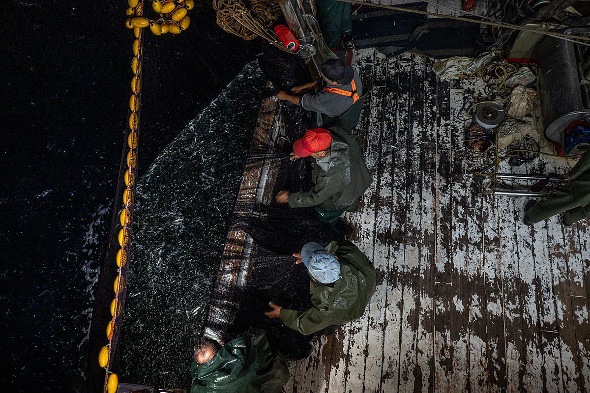 Deck crew pulls nets filled with sardines onboard the purse seine fishing boat Pandelis II. Greece, 2020. Selene Magnolia / We Animals Media