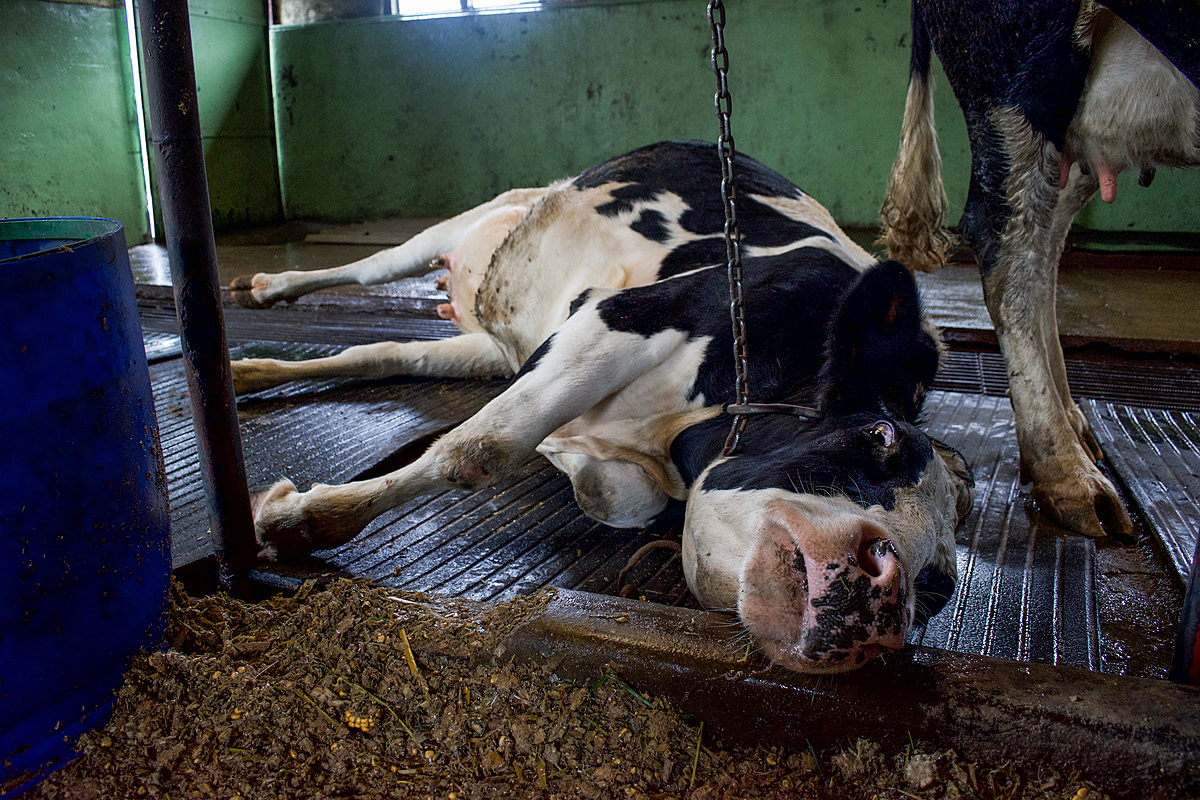 A cow lies chained in a maternity pen. Except for brief periods after giving birth, most dairy cows are kept pregnant. Sri Lanka, 2018. Amy Jones / HIDDEN / We Animals Media