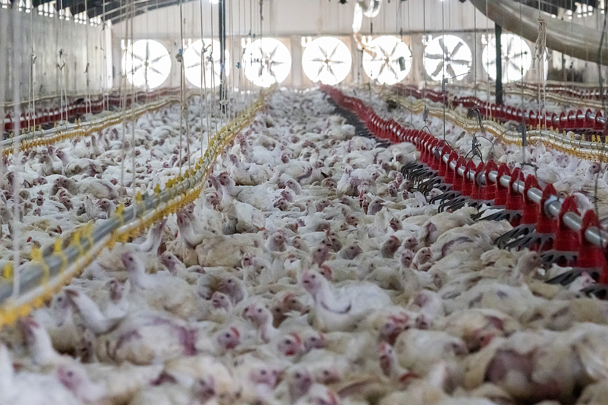 Thirty-three thousand chickens raised for meat live tightly packed together, cramped inside a massive shed on an industrial broiler chicken farm. The farm has slated these 33-day-old chickens to be rounded up for slaughter that evening. Sub-Saharan Africa, 2022. Jo-Anne McArthur / We Animals Media