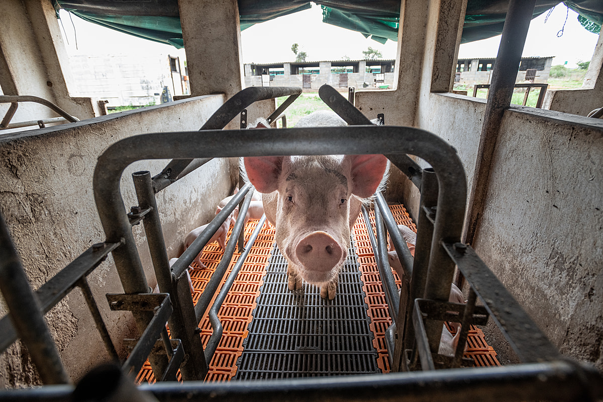 A sow intently looks into the camera from inside a farrowing crate while her piglets walk around her. She is one of hundreds of pigs on a large industrial farm. Sub-Saharan Africa, 2022. Jo-Anne McArthur / We Animals Media