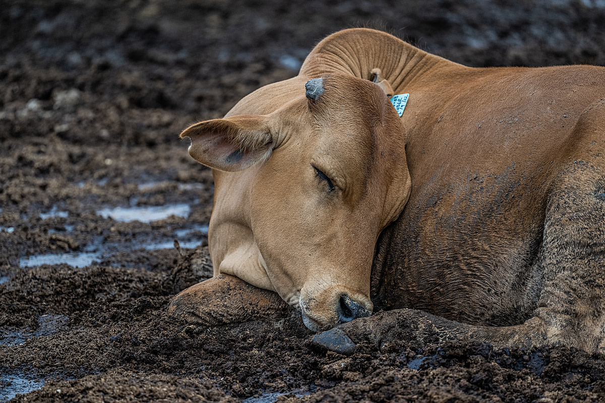 A bull calf sleeps in a mixture of wet mud and feces inside a cattle fattening yard, also known as an Animal Feeding Operation (AFO). Penned bulls, steers, and oxen live here for approximately 90 days, where they are intensively fed and gain about 300 kilograms of weight before the yard sends them to slaughter. The animals live in their own filth, sleeping in groups amid mud and feces, which in some places is knee-deep, and they have no shelter from the elements. Sub-Saharan Africa, 2022. Jo-Anne McArthur / We Animals Media