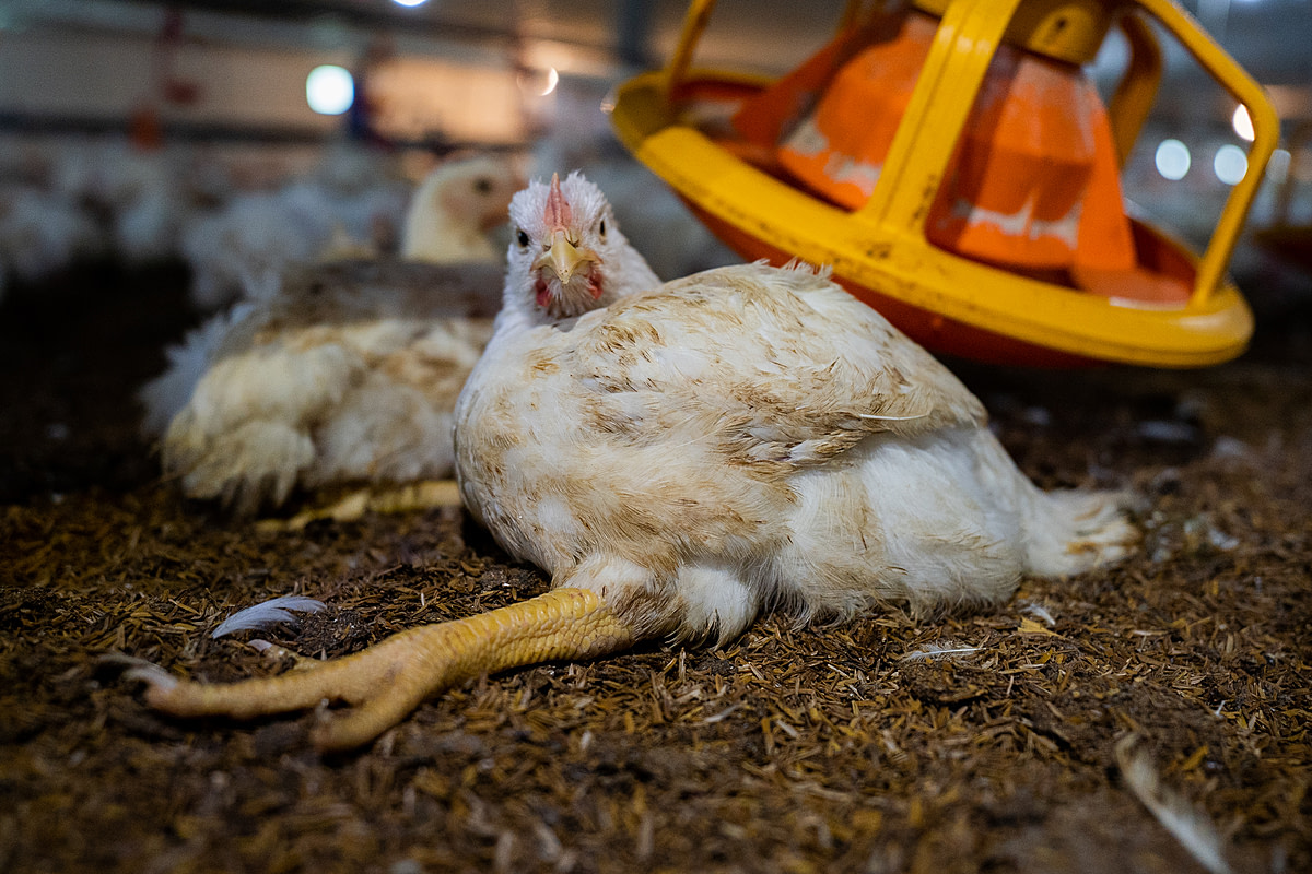 An injured chicken who can no longer stand up looks into the camera from the floor of a massive broiler chicken rearing shed in Thailand. This young animal's legs can no longer support their body's large size and weight, and they struggle to move. This farm has approximately 22,000 30-day-old chickens living in densely crowded conditions. Thailand, 2022. Haig / World Animal Protection / We Animals Media