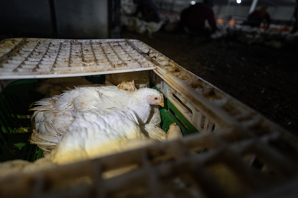 Young chickens sit crammed inside a transport crate at an industrial broiler chicken farm in Thailand. The farm is sending these chickens to slaughter. Thailand, 2022. Haig / World Animal Protection / We Animals Media