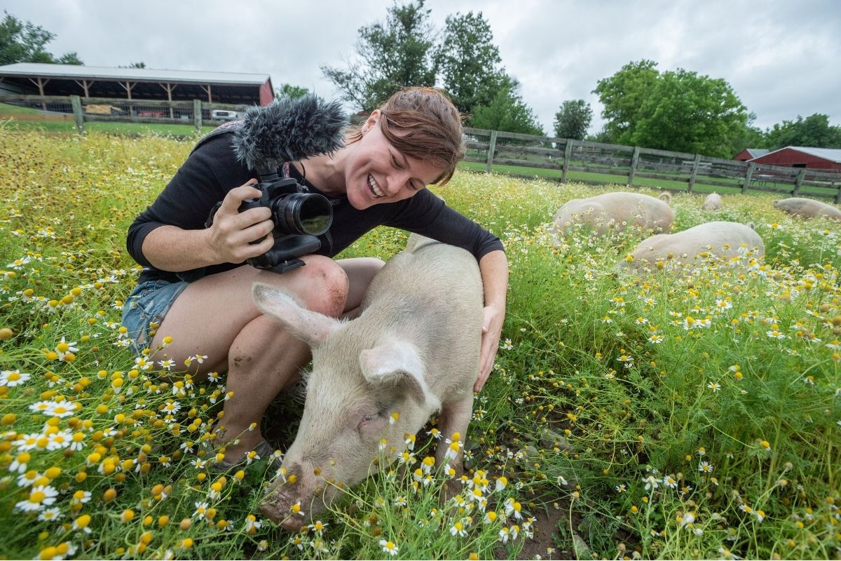 Kelly Guerin with rescued pigs in pastures full of chamomile at Farm Sanctuary.