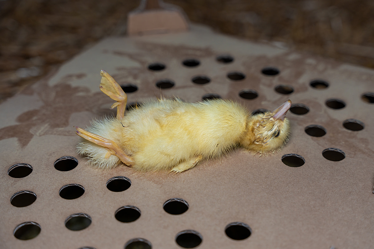 A dead duckling raised for foie gras production lies face-up on a dusty cardboard box inside a rearing barn. Undisclosed location, Sort-en-Chalosse, France, 2023. Pierre Parcoeur / We Animals Media