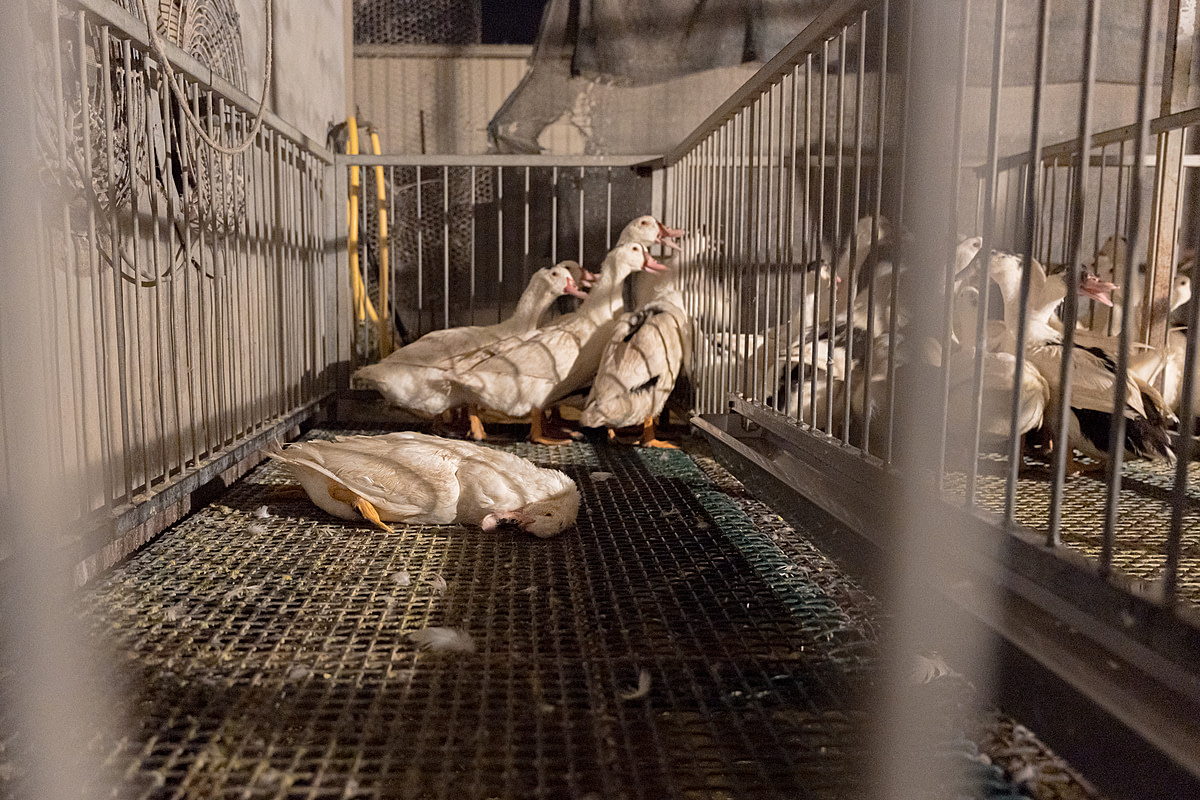 A forced-fed mulard duck lies dead on the bare floor of a group enclosure inside a foie gras production farm. Undisclosed location, Sort-en-Chalosse, France, 2023. Pierre Parcoeur / We Animals Media