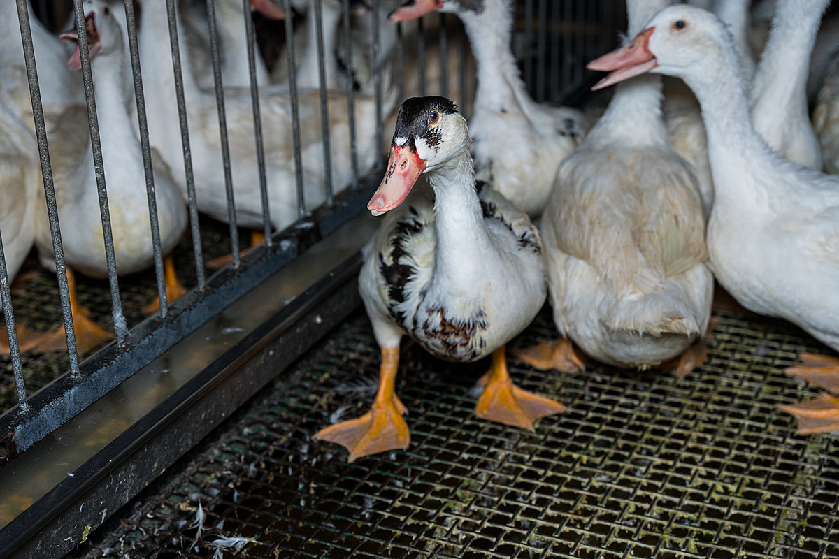 A mulard duck on a foie gras production farm stares curiously into the camera. They share a bare, crowded pen with several others amid a row of such enclosures on the farm. The individuals inside await force-feeding. Undisclosed location, Sort-en-Chalosse, France, 2023. Pierre Parcoeur / We Animals Media
