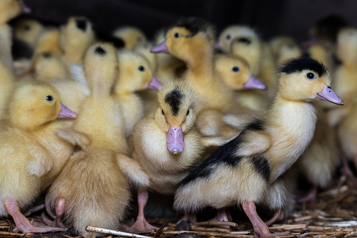 Curious young ducklings raised for foie gras production stare into the camera. Undisclosed location, Sort-en-Chalosse, France, 2023. Pierre Parcoeur / We Animals Media