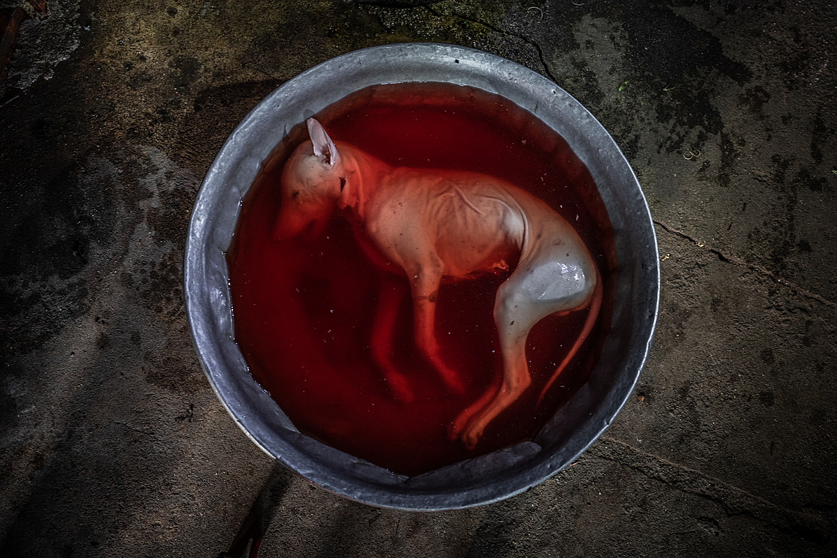 A dog carcass lies in a bloody bucket of water, ready to be cooked at a restaurant. Phnom Penh, Cambodia, 2019. Aaron Gekoski / HIDDEN / We Animals Media