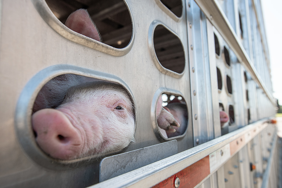 A piglet looks out from inside a crowded transport trailer. The 6,000 piglets crammed inside this transport truck are on an eight-hour journey. Saint-Isidore, Quebec, Canada, 2022. Jo-Anne McArthur / We Animals Media