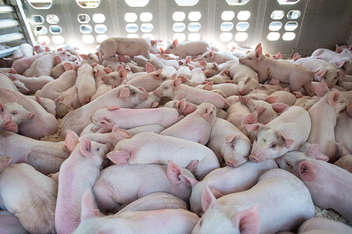 Piglets on an eight-hour-long journey inside a crowded transport trailer crammed with 6,000 young piglets. Saint-Isidore, Quebec, Canada, 2022. Jo-Anne McArthur / We Animals Media