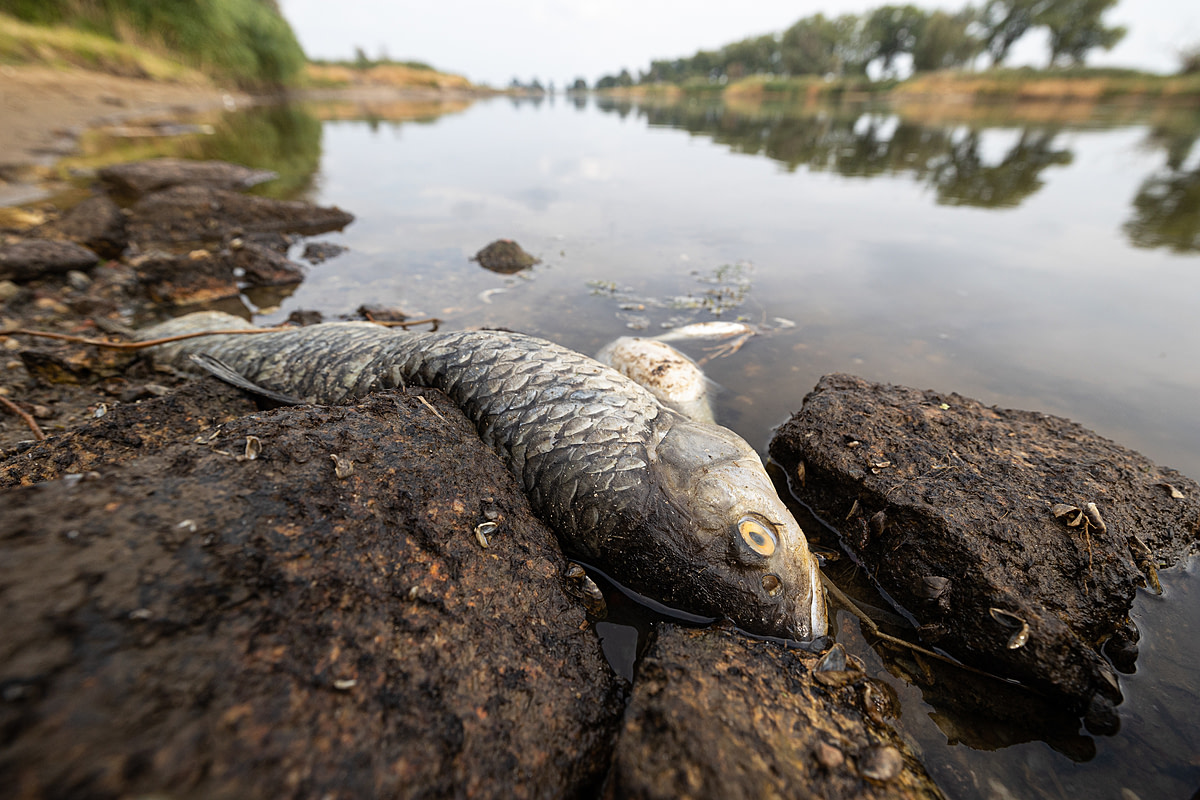A dead asp lies on the bank of a Polish river after the water was poisoned by an unknown substance in July 2022. Such a large individual could have otherwise lived for several years. Oder River, Gostchorze, Poland, 2022. Andrew Skowron / We Animals Media