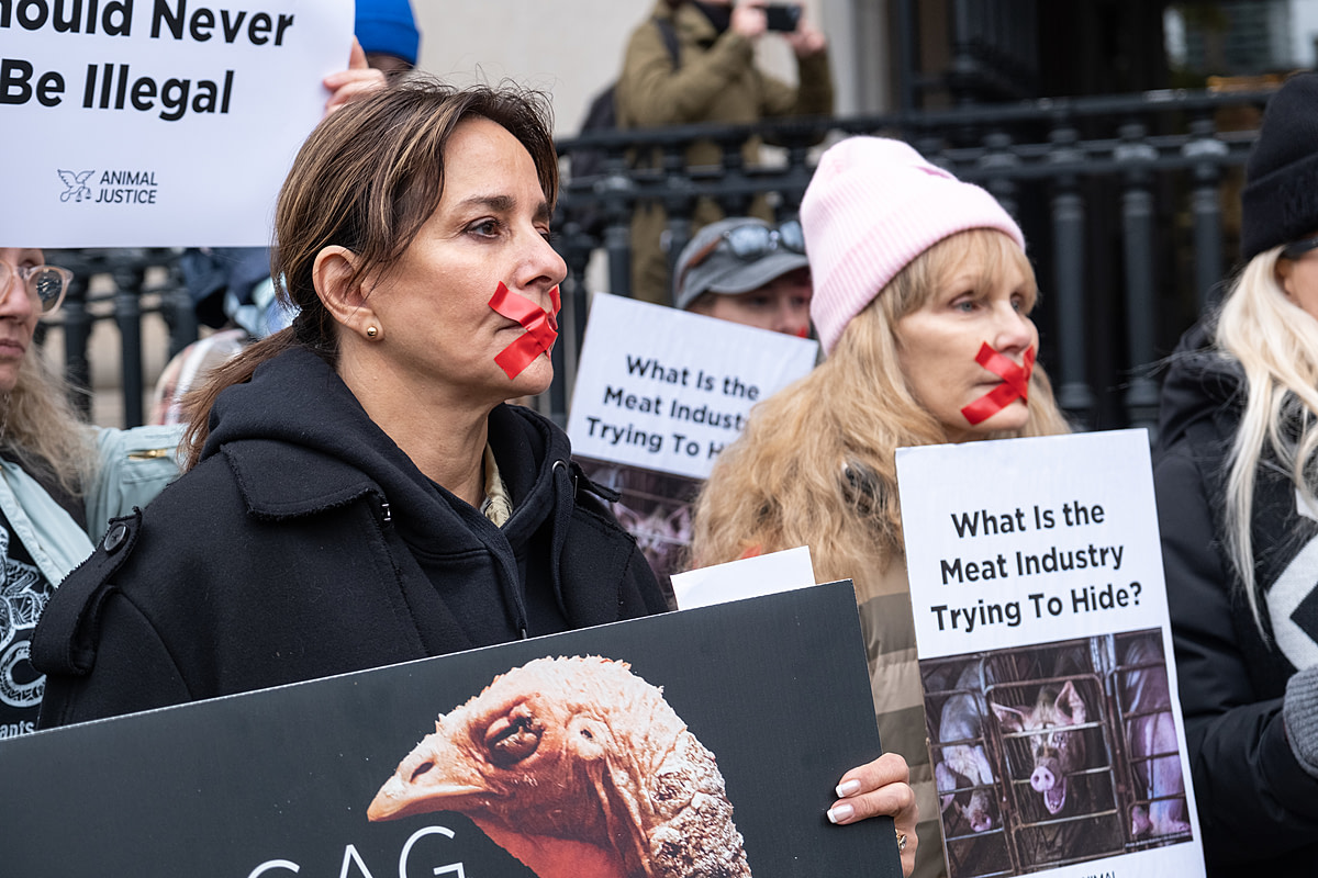 An activist holds a sign in front of a provincial courthouse to protest the Ontario ag-gag (agricultural gag) law. Red tape forms an X-shape over her mouth to represent the silencing of whistleblowers. Superior Court of Justice, Toronto, Ontario, Canada, 2023. Ira Moon / Animal Justice / We Animals Media