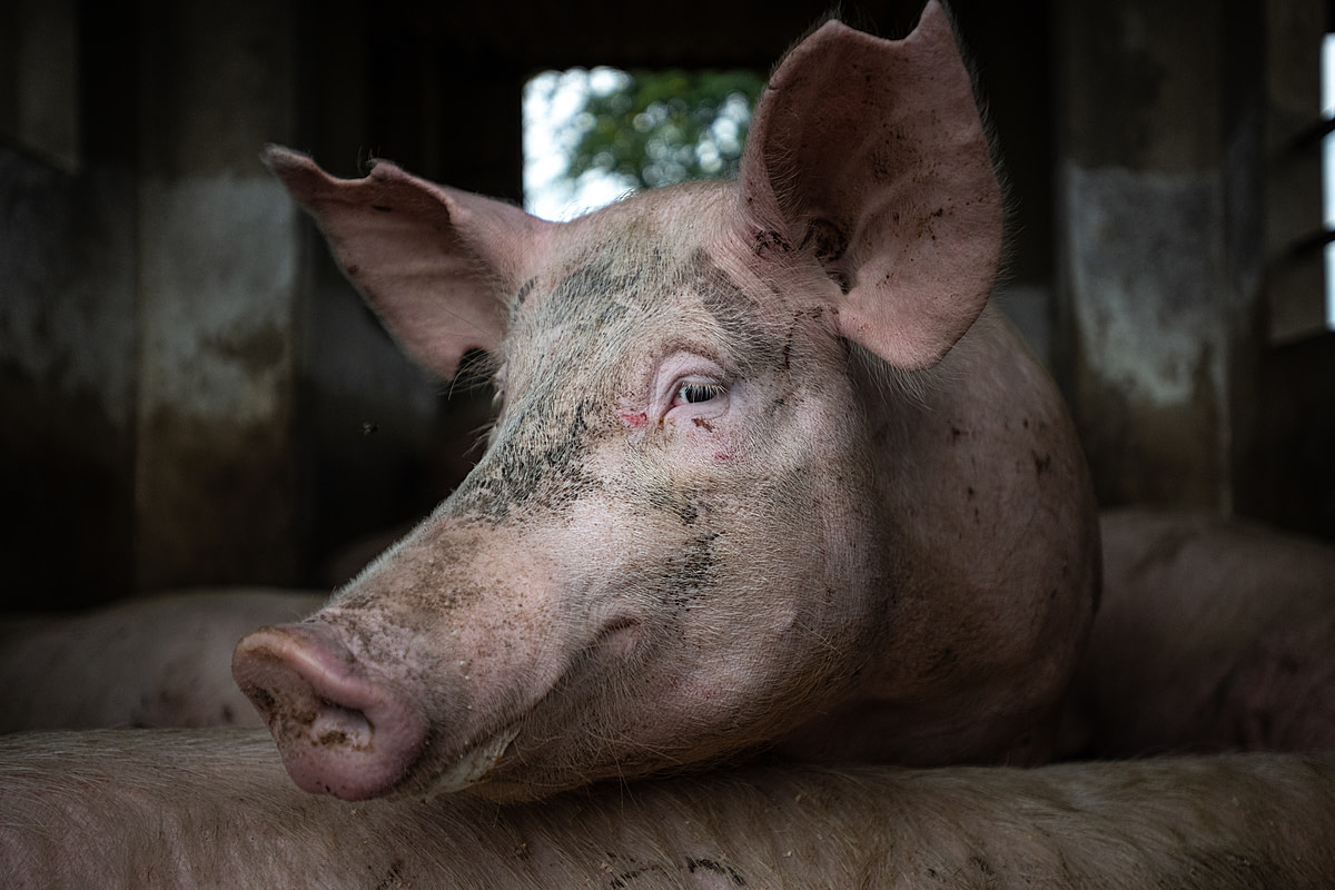 A curious adult pig gazes intently into the camera. They are kept with many other pigs inside small, bare, concrete, open-air pens on a large industrial farm. Sub-Saharan Africa, 2022. Jo-Anne McArthur / We Animals Media