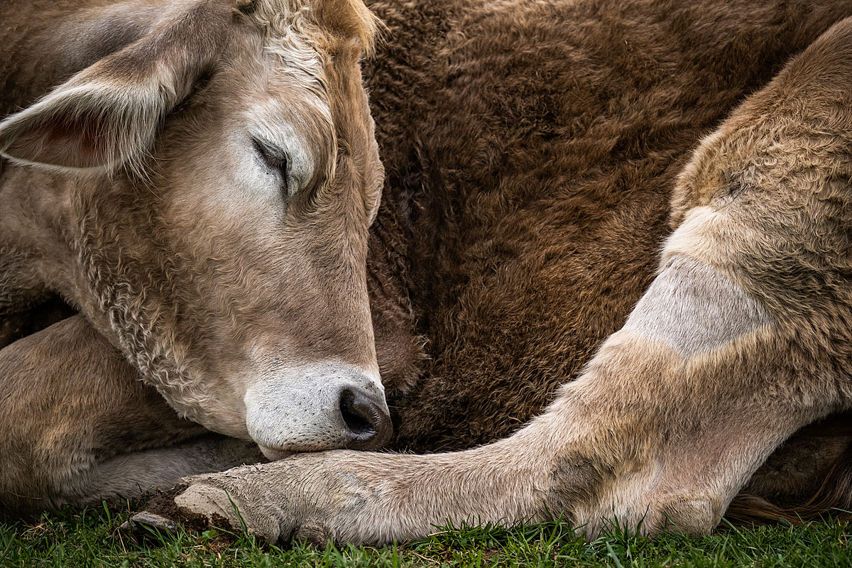 Greg steer enjoys an afternoon nap. Farm Sanctuary, Watkins Glen, New York, USA, 2023. Jo-Anne McArthur / We Animals Media.