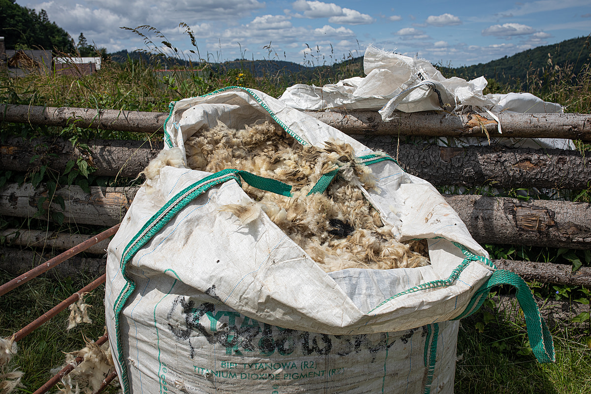 A full transport bag of wool freshly shorn from sheep on a dairy farm. A trained shearing team removes the wool from the sheep on this farm twice yearly. The process stresses the sheep, who may suffer cuts and wounds from fast shearing, rough handling, and further torment from flies attracted to their injuries. Cadca, Cadca District, Zilina Region, Slovakia, 2023. Zuzana Mit / We Animals Media