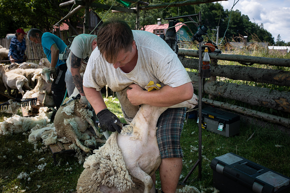 Several sheep are sheared at once on a dairy farm by trained shearers. In the foreground, a shearer pins a sheep's head between his arm and body to restrain them as he shears them with electric trimmers. The process stresses the sheep, who may suffer cuts and wounds from fast shearing, rough handling, and further torment from flies attracted to their injuries. Cadca, Cadca District, Zilina Region, Slovakia, 2023. Zuzana Mit / We Animals Media