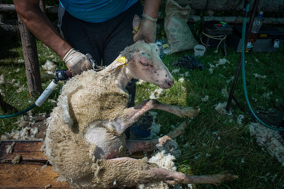 A sheep on a dairy farm is restrained by their ear while sheared with electric trimmers, a procedure carried out twice yearly by a trained shearing team. Some of this sheep's wool is completely removed, leaving her with patches of bare skin. The process stresses the sheep, who may suffer cuts and wounds from fast shearing, rough handling, and further torment from flies attracted to their injuries. Cadca, Cadca District, Zilina Region, Slovakia, 2023. Zuzana Mit / We Animals Media