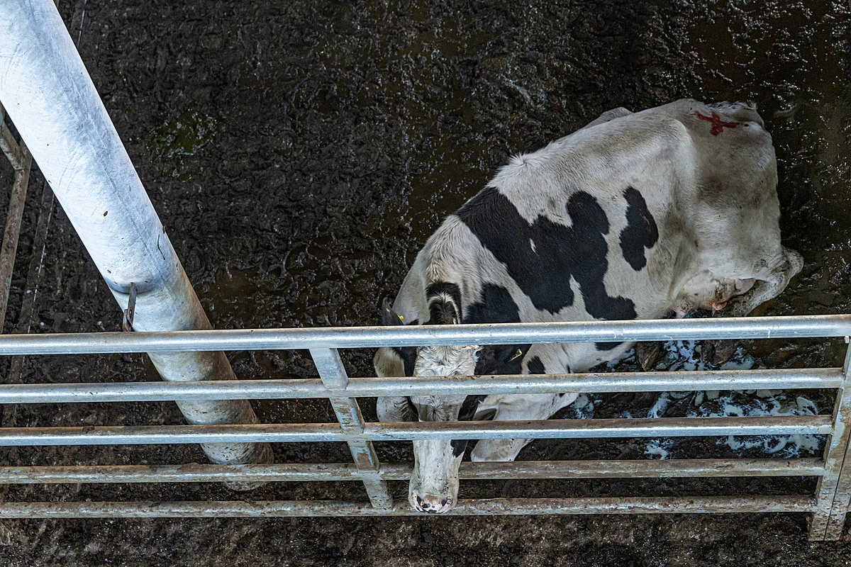 At a cattle auction, milk leaks from an emaciated dairy cow lying on a thick layer of wet feces inside a holding pen. The enclosure's floor has no bedding. Mercado Canuelas, Canuelas, Buenos Aires Province, Argentina, 2023. Molly Condit / Sinergia Animal / We Animals Media