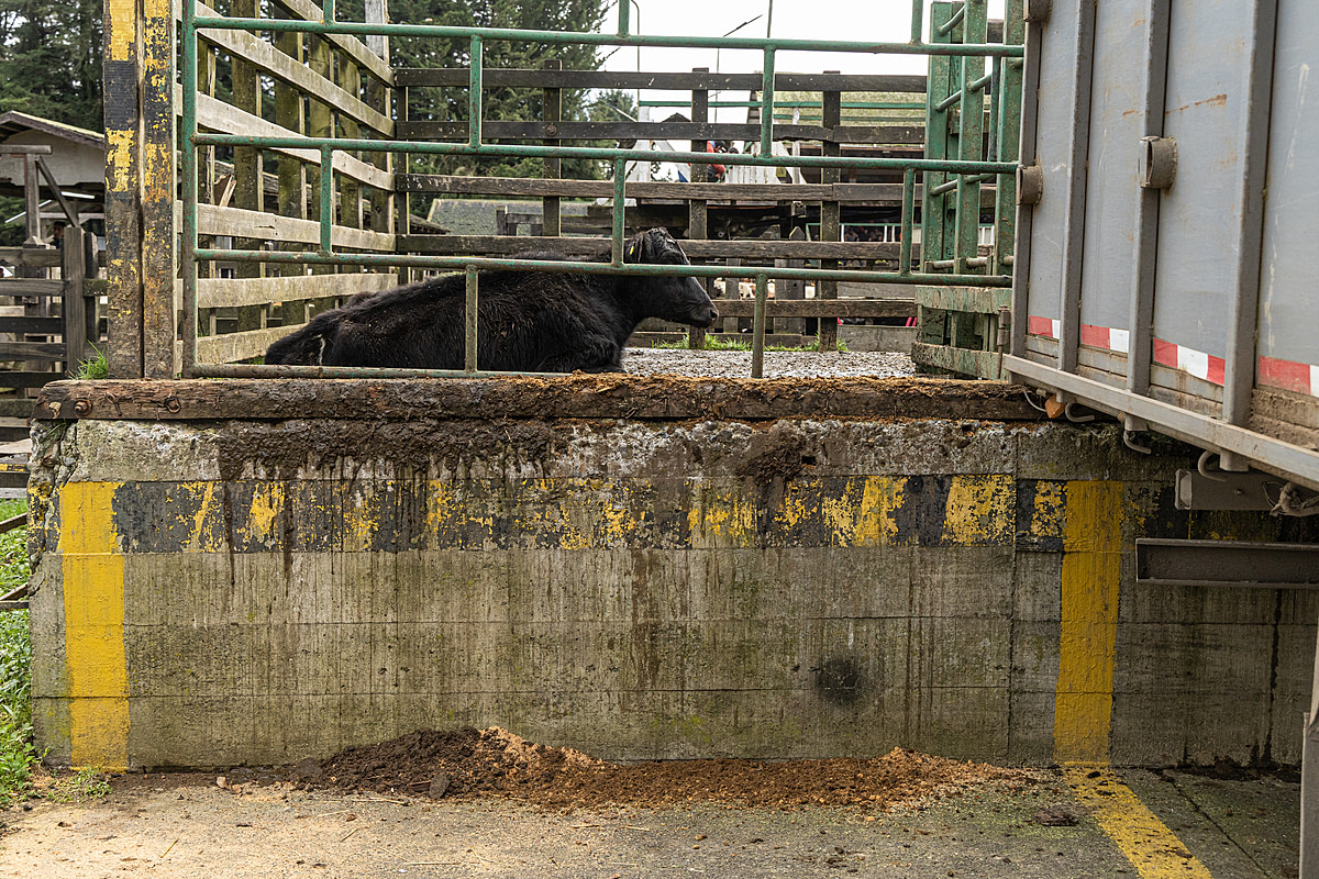 A cow remains lying down at the loading dock of a live animal auction facility. The auction takes place one day a week, but sometimes two locations are used simultaneously, here at Fegosa and Tattersall in Osorno, Chile. This location auctions various animals, including cows, calves, pigs, sheep and horses. Feria de Animales Fegosa, Purranque, Osorno Province, Los Lagos, Chile, 2023. Molly Condit / Sinergia Animal / We Animals Media