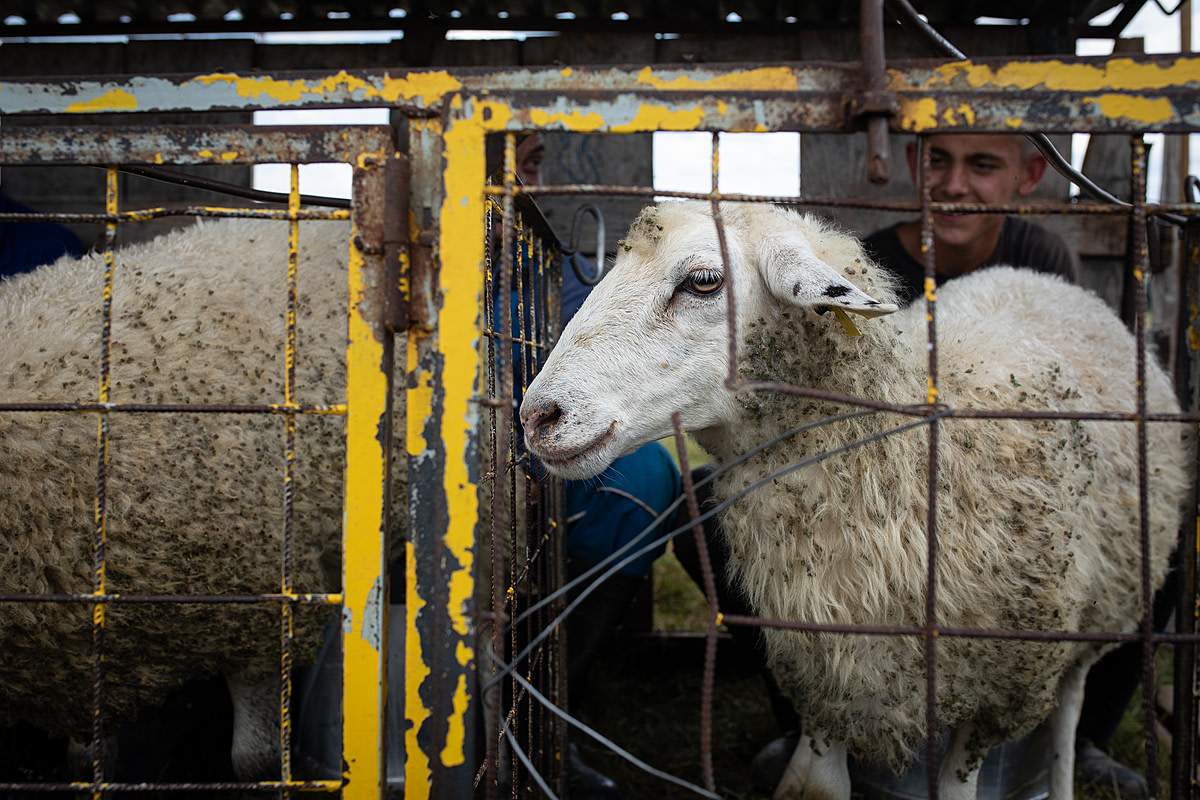 A ewe pokes her head through the broken metal wire of a small milking pen as she is hand-milked. Though the process takes approximately 30 seconds to complete, some sheep are so stressed from being milked that they try to escape. Stankovce, Trebisov District, Kosice Region, Slovakia, 2023. Zuzana Mit / We Animals Media