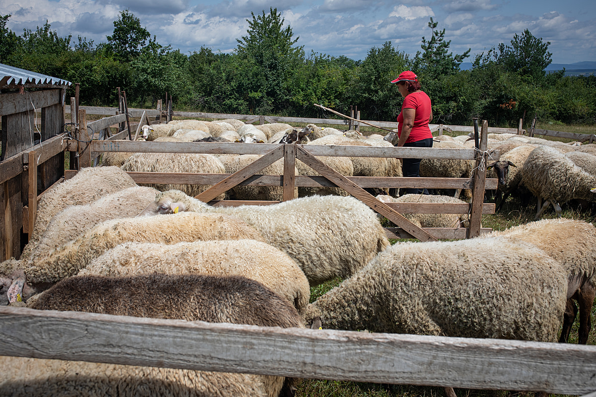 Fearful ewes inside a pen at a dairy farm run from a shepherdess as she hits them with a stick and forces them into a milking area. Stankovce, Trebisov District, Kosice Region, Slovakia, 2023. Zuzana Mit / We Animals Media