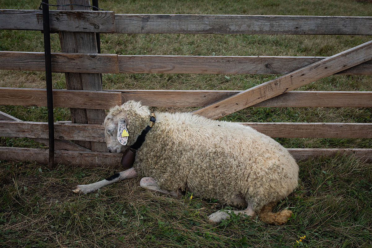 A recently milked ewe rests in a pen in a hillside pasture at a dairy farm. Being milked in the sweltering summer heat is stressful and exhausting for the ewes. Stankovce, Trebisov District, Kosice Region, Slovakia, 2023. Zuzana Mit / We Animals Media