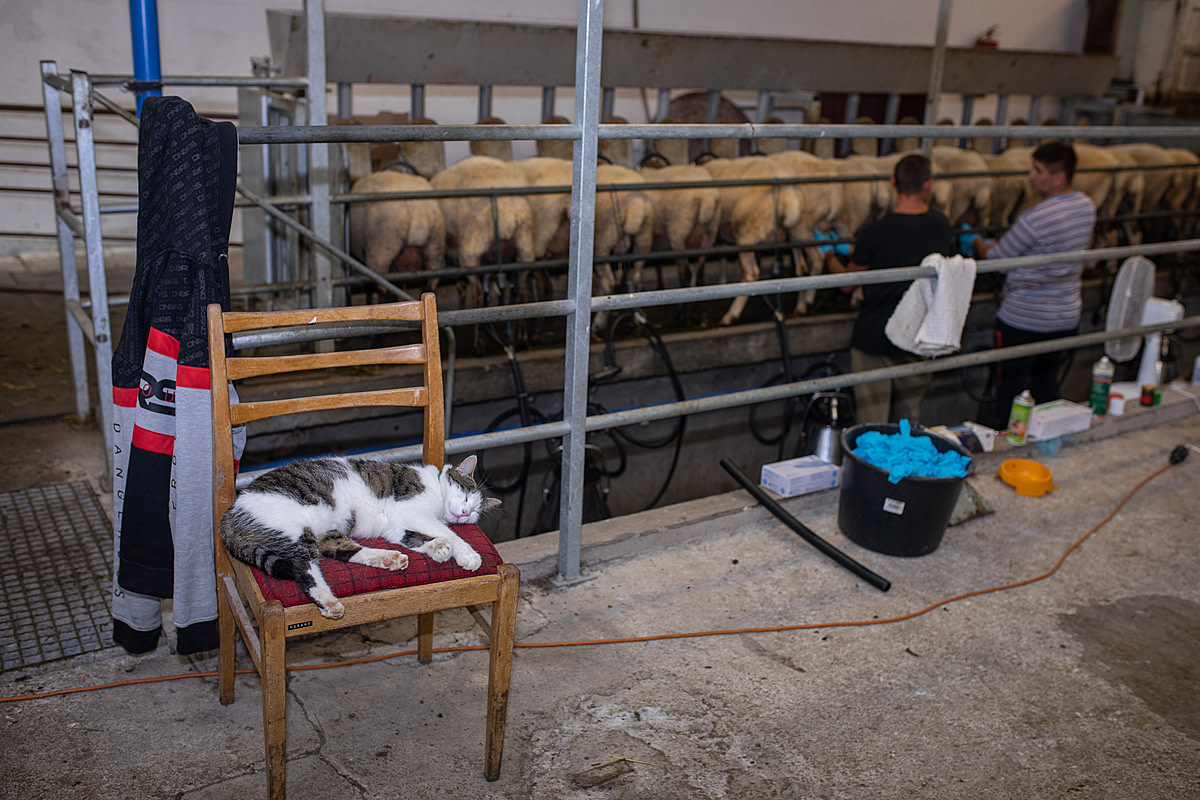 A cat sleeps on a chair inside a milking parlour on a sheep dairy farm. Behind them, workers converse while a row of ewes are milked inside the building. Cremosne, Turcianske Teplice District, Zilina Region, Slovakia, 2023. Zuzana Mit / We Animals Media