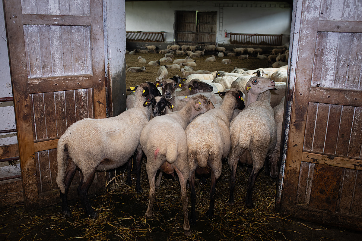 Ewes who are used for their milk on a sheep dairy farm stand at the entrance to a milking parlour. Cremosne, Turcianske Teplice District, Zilina Region, Slovakia, 2023. Zuzana Mit / We Animals Media