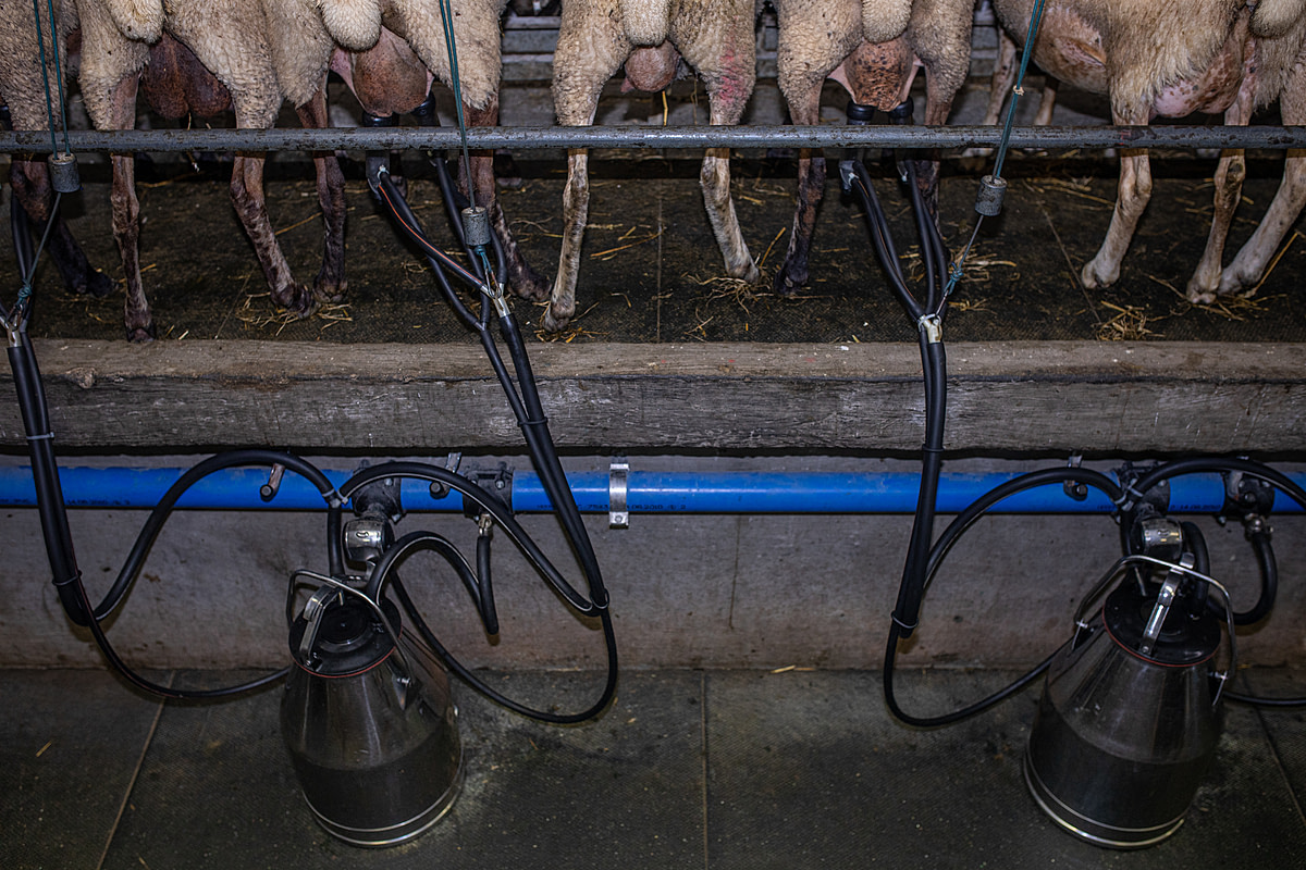 Ewes stand inside stalls and are milked in a sheep dairy farm's milking parlour. Milking machine teat cups are attached to the udders of some of the sheep, and extract their milk into containers on the floor below. Cremosne, Turcianske Teplice District, Zilina Region, Slovakia, 2023. Zuzana Mit / We Animals Media