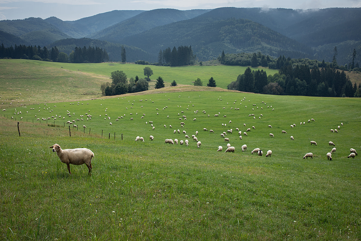 A flock of ewes used for dairy production graze in a mountainside pasture on a sheep dairy farm. The ewes graze from springtime through the autumn and, in winter, are housed in a barn and fed hay. The farm milks the ewes from early spring to early autumn. Cremosne, Turcianske Teplice District, Zilina Region, Slovakia, 2023. Zuzana Mit / We Animals Media