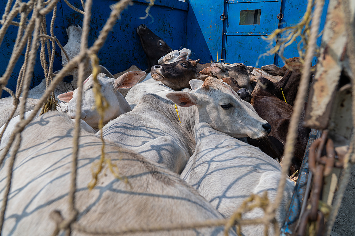 Cattle struggle to find space for their heads as they lie in the back of a tightly packed transport truck at a cattle market. Cattle often suffer serious injuries and or may die during transport due to the severe overcrowding inside the vehicles. Dholahat, West Bengal, India, 2023. Sudip Maiti / FIAPO / We Animals Media