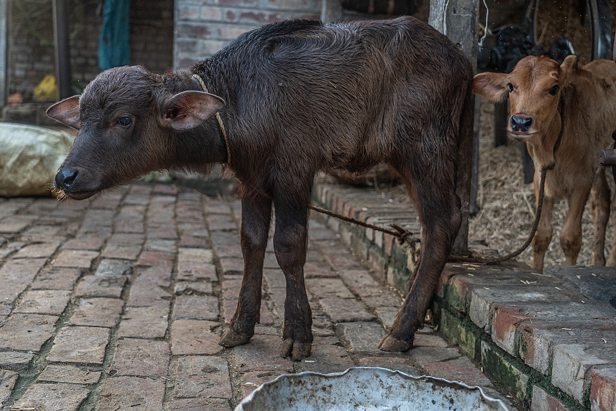 Two calves stand tethered in a paved yard on a family-owned dairy farm. Dhatrigram, West Bengal, India, 2023. Sudip Maiti / FIAPO / We Animals Media