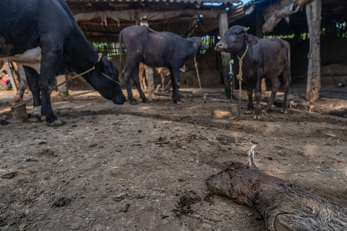 A dummy calf made of straw and calfskin, known as a "Khal bacha," lies near tethered cows in the yard of a small dairy farm. When a young calf dies unexpectedly, the farm places the dead calf's stuffed body near the calf's mother, causing her body to continue milk production. Daihat, West Bengal, India, 2023. Sudip Maiti / FIAPO / We Animals Media