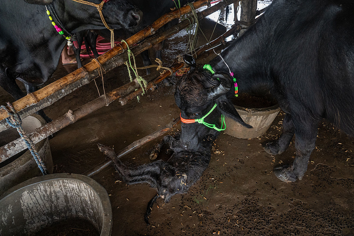 A buffalo cow on a dairy farm droops her head as she stands above her dead calf, who lies on the floor. Calves transported long distances from the country's other states often die from the stresses of rough transportation. Raina, West Bengal, India, 2023. Sudip Maiti / FIAPO / We Animals Media
