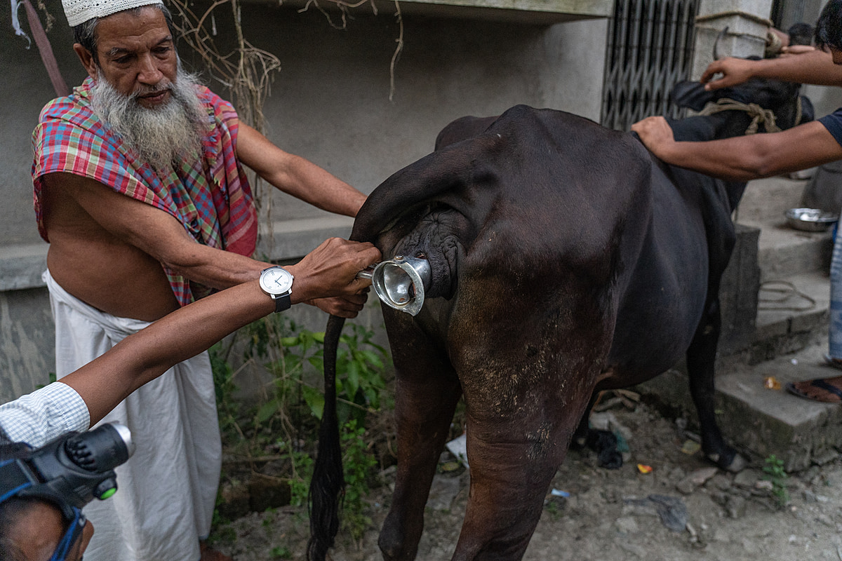 A cow on a dairy farm tenses in distress as a veterinarian inserts a speculum into her vagina in preparation for an artificial insemination procedure. A total of four people were required to restrain her during this potentially painful procedure. Dholahat, West Bengal, India, 2023. Sudip Maiti / FIAPO / We Animals Media
