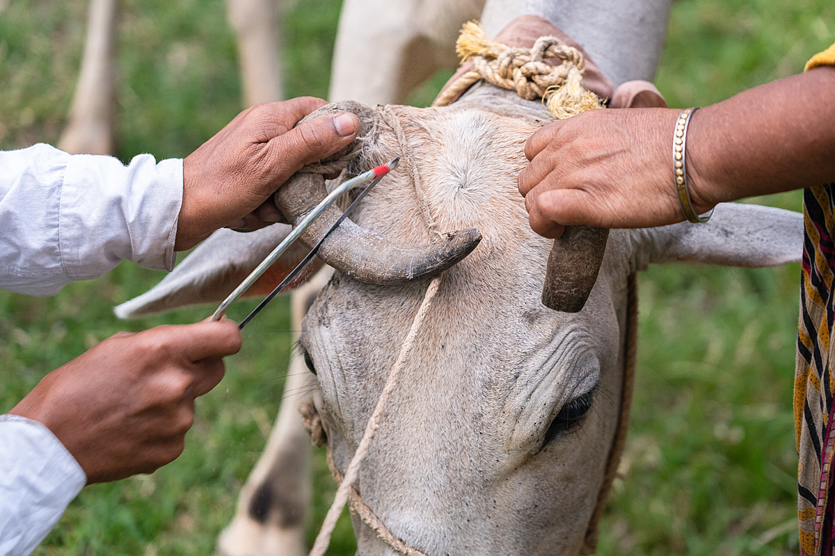 A cow on a dairy farm tries to move her head away as a veterinarian trims her horns with a hacksaw. She receives no anesthesia, and a total of three people restrain her during the dehorning process. Diamond Harbour, West Bengal, India, 2023. Sudip Maiti / FIAPO / We Animals Media
