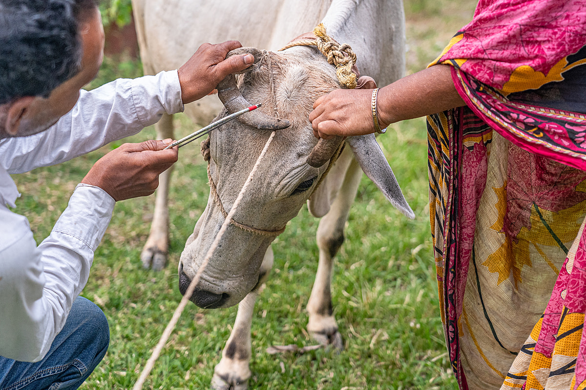 A cow on a dairy farm struggles and pulls on her tether as a veterinarian trims her horns with a hacksaw. She receives no anesthesia, and a total of three people restrain her during the dehorning process. Diamond Harbour, West Bengal, India, 2023. Sudip Maiti / FIAPO / We Animals Media