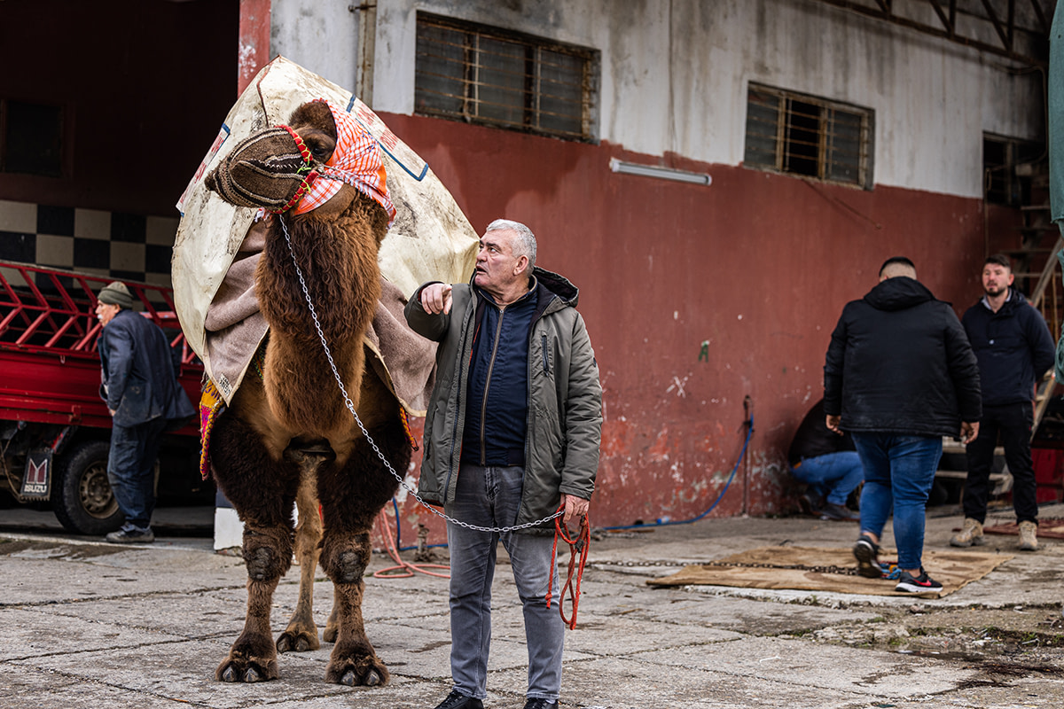 A muzzled and blanketed bull camel stands in a streetside holding area at a camel wrestling festival while his owner points and tries to get him to look at the camera. Canakkale Province, Turkiye, 2023. Jane Mar / We Animals Media