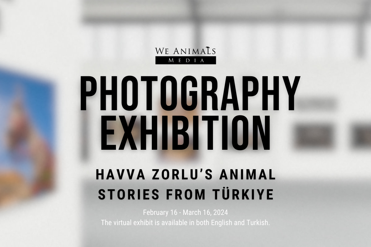 Photography Exhibit: Animal stories from Turkiye