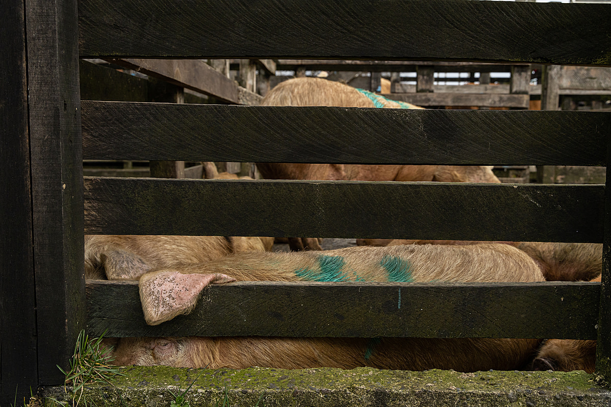 A pig looks through a space in wooden rails while sleeping in the corner of a cement pen with several other pigs at a live animal auction facility. The Servicio Agrícola y Ganadero (SAG), the country's government agriculture and livestock service, marked them all with paint tags before being placed inside this pen, and they will be auctioned either in pairs or individually. The auction noise, rough handling and forced herding create an accumulation of stress, causing the pigs to react with shrill squeals, pacing, or simply lying down in distress. Feria de Animales Fegosa, Purranque, Osorno Province, Los Lagos, Chile, 2023. Molly Condit / Sinergia Animal / We Animals Media