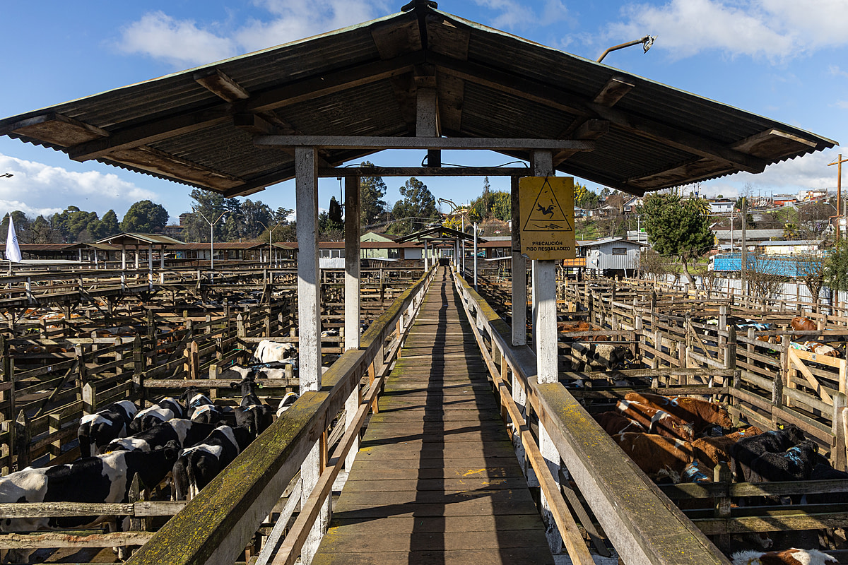 An elevated walkway above holding pens crowded with beef and dairy cattle at a live animal auction facility, hours before the start of sales. Only cattle are present on the site and more arrive on a transport truck in the background. Feria de Animales Tattersall, Osorno, Osorno Province, Los Lagos, Chile, 2023. Molly Condit / Sinergia Animal / We Animals Media