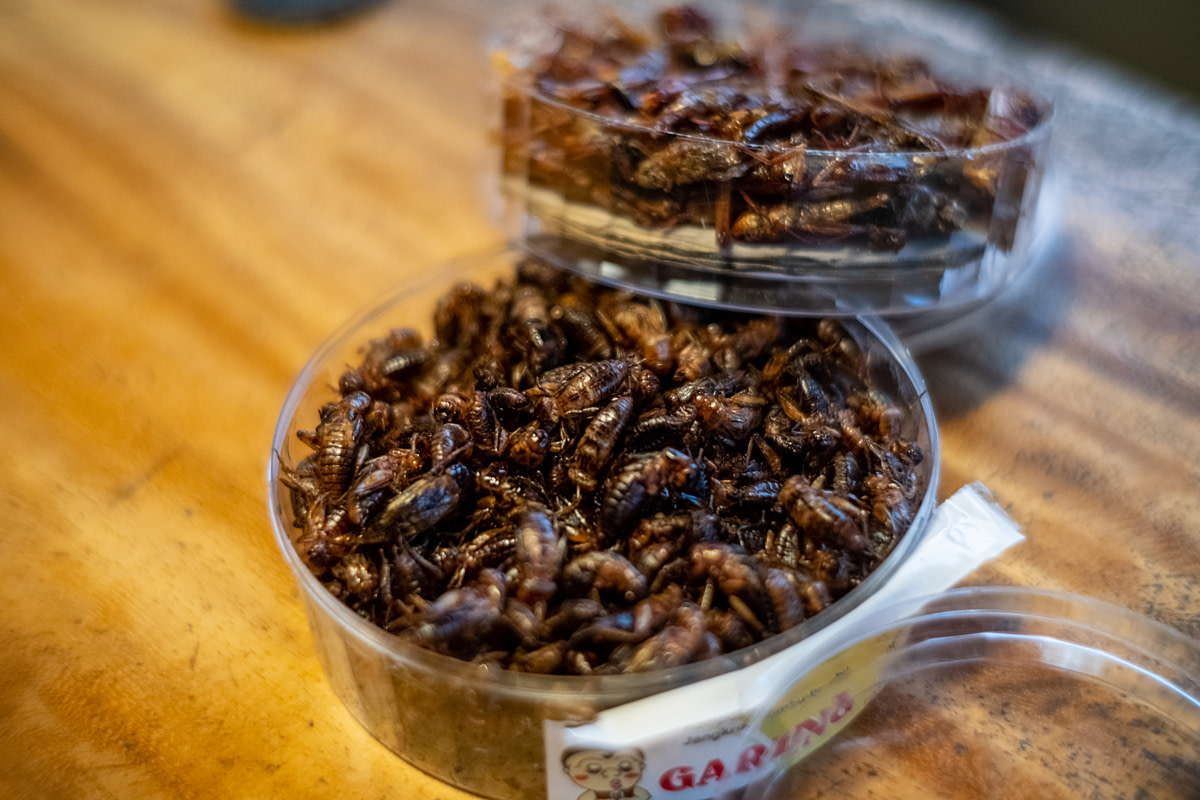 Two plastic containers filled with fried crickets, sold as snacks, sit open on a counter at a cricket farm. Containers of fried crickets are available in many of the region's souvenir shops. Wonosari, Gunung Kidul Regency, Yogyakarta, Indonesia, 2024. Resha Juhari / We Animals Media