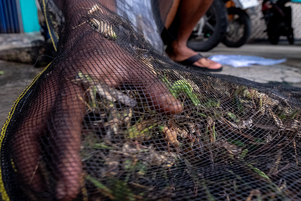 A collector reaches into a large sack filled with live wild-caught grasshoppers to remove dead animals and sort them for sale. Collectors can sell 20 to 80 kilograms of live grasshoppers in a single day, primarily to local residents or fried grasshopper sellers. Wonosari, Gunung Kidul Regency, Yogyakarta, Indonesia, 2024. Resha Juhari / We Animals Media
