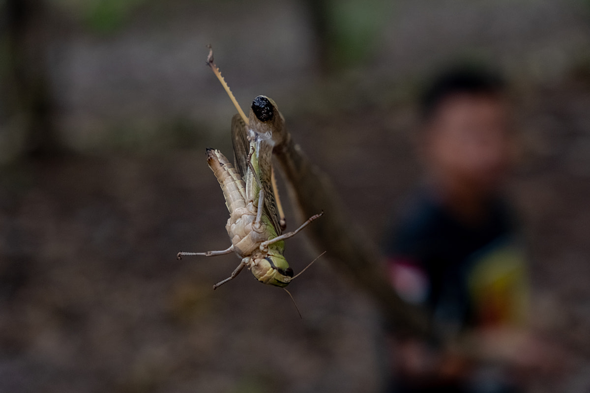 Grasshopper hunters use wooden sticks to catch grasshoppers in teak trees in Wonosari, Gunung Kidul Regency, Yogyakarta Special Region Province, Indonesia, on January 20, 2024. With glue on long wooden sticks, grasshoppers are easier to catch. During grasshopper season, a grasshopper collector can collect 1-2 kilograms of grasshoppers.