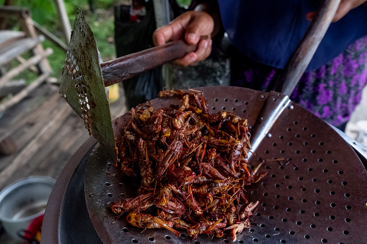 Fried wild-caught grasshoppers are removed from a pan and transferred to containers at a roadside fried grasshopper stall. The sellers set up along the town's main road, aiming to sell to visiting tourists. Wonosari, Gunung Kidul Regency, Yogyakarta, Indonesia, 2024. Resha Juhari / We Animals Media