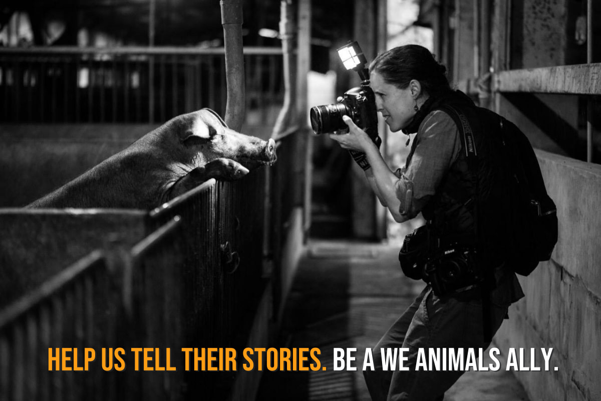 Jo-Anne McArthur documenting conditions inside a pig farm. Taiwan, 2019. Kelly Guerin / We Animals Media